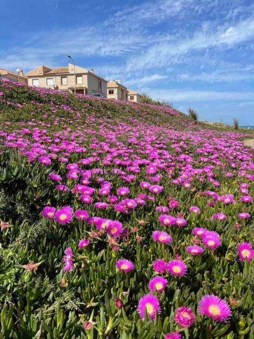 Ferienwohnung Miramar V Torrevieja Dış mekan fotoğraf