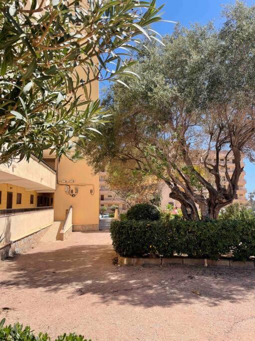 Ferienwohnung Miramar V Torrevieja Dış mekan fotoğraf